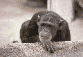 APE.GIF